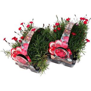 Steen- of Rotsanjer  'Diantini Flare' (Dianthus gratianopolitanus) - 12 planten (2x sixpack) - Bodembedekker - Vaste plant - Tuinplant - Winterhard - Groenblijvend - Groen - Rood - Rode bloem - Anjer