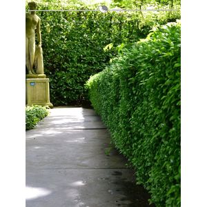 Laurier Prunus Novita 120-140 cm in Pot, 20x Haagplant