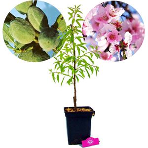 Prunus dulcis 'Texas', amandelboom, 5 liter pot