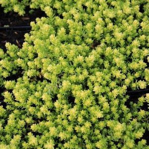 6x Sedum acre ‘Elegans’ - Muurpeper - Pot 9x9 cm