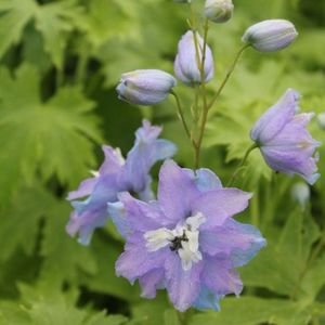 6x Ridderspoor - Delphinium Pacific ‘Camelliard’ - Pot 9x9cm