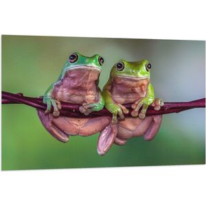 Vlag - Duo Australische Boomkikkers hangend aan Smalle Tak in Groene Omgeving - 120x80 cm Foto op Polyester Vlag