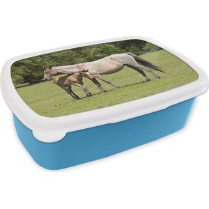 Broodtrommel Blauw - Lunchbox - Brooddoos - Paarden - Gras - Schaduw - 18x12x6 cm - Kinderen - Jongen