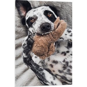 PVC Schuimplaat - Dalmatiër Hond Spelend met Bruine Knuffel - 70x105 cm Foto op PVC Schuimplaat (Met Ophangsysteem)