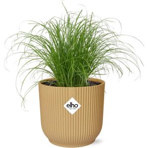 Plantenboetiek.nl | Cyperus Alternifolius Zumula in ELHO Vibes Fold geel - Ø14cm - 28cm hoog - Kamerplant - Groenblijvend
