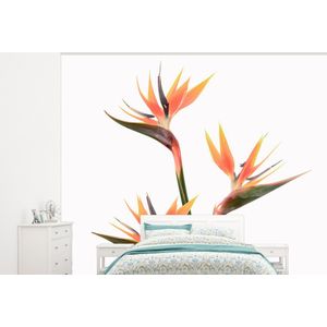 Bloemen - Oranje - Natuur - Planten - Behangpapier