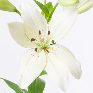 10x Lelie eyeliner 80cm