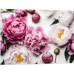 PVC Schuimplaat- Mix van Roze en Witte Bloemen op Witte Achtergrond - 100x75 cm Foto op PVC Schuimplaat