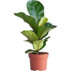 PLNTS - Ficus Lyrata (Vijg) - Kamerplant Vioolbladplant - Kweekpot 12 cm - Hoogte 35 cm