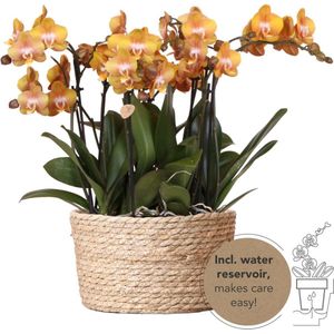 MaatShopXL | Kolibri Orchids | Oranje Orchideeënset In Reed Basket Incl. Waterreservoir | Drie Oranje Orchideeën Las Vegas 12Cm | Mono Bouquet Oranje Met Zelfvoorzienend Waterreservoir.