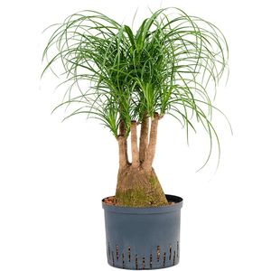 Beaucarnea recurvata vertakt 45 hydrocultuur plant