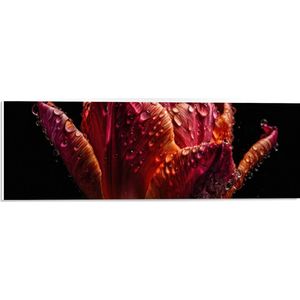 PVC Schuimplaat- Druppels op Gedroogde Tulp tegen Zwarte Achtergrond - 60x20 cm Foto op PVC Schuimplaat