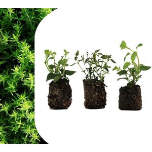 Bloomboost verse kruiden planten set van 3, Thijm, Rozemarijn en Oregano. BBQ-barbeque-keuken-zelf koken-brievenbusdoosje-recepten-kruidentuin-moestuin-kweektuintje-kweekset-moederdag-vaderdag-verjaardag-voorjaar-tuin--inclusief-biodiversiteit-salade