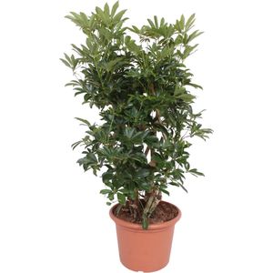 Vertakte variant van de groenblijvende Dwergparapluplant (Schefflera Arboricola Compacta), 140 cm hoog, ø40