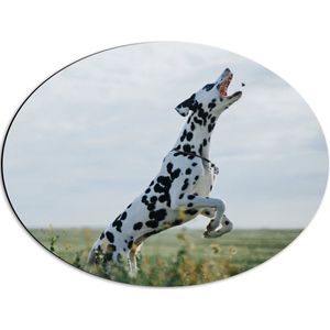WallClassics - Dibond Ovaal - Springende Dalmatier Hond met Open Mond in een Grasveld - 56x42 cm Foto op Ovaal (Met Ophangsysteem)
