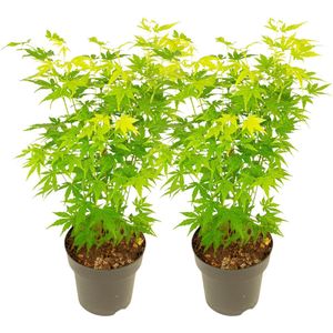 Plant in a Box - Japanse Esdoorn - 2 Stuks - Acer palmatum 'Going Green' - Hoogte 35-55cm - ⌀15cm