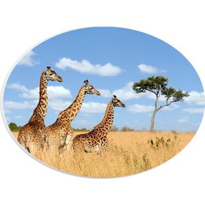 PVC Schuimplaat Ovaal - Giraffen in het Hoge Gras - 28x21 cm Foto op Ovaal (Met Ophangsysteem)