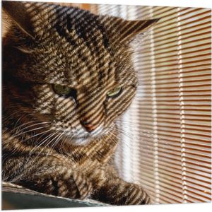 Vlag - Gestreepte kat zit op bank voort het raam - 100x100 cm Foto op Polyester Vlag