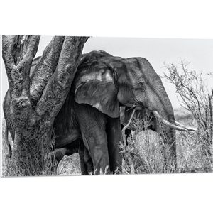 Forex - Grote Olifant bij een Boom ( Zwart Wit )  - 90x60cm Foto op Forex