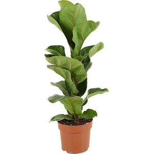 Bloomique - Ficus Lyrata Bambino - Vioolbladplant - Kamerplanten - Luchtzuiverend - Gemakkelijk in onderhoud - 30-40 cm Hoog - Pot 12 cm