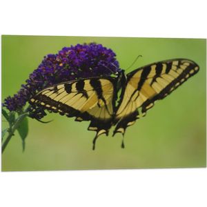 WallClassics - Vlag - Geel / Zwarte Vlinder op Paarse Bloem - 75x50 cm Foto op Polyester Vlag