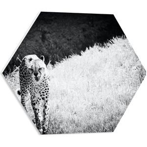 WallClassics - PVC Schuimplaat Hexagon - Schreeuwende Panter in Droog Landschap - 50x43.5 cm Foto op Hexagon (Met Ophangsysteem)