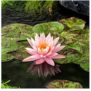 Moerings Nymphaea Colorado | Waterlelie | In 3L Mand