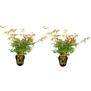 Bloomique - Set van 2 - Acer Palmatum 'Katsura' - Japanse Esdoorn - Tuinplanten - Winterhard - ⌀13 cm - 25-35 cm