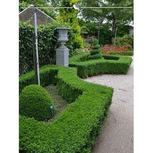 Buxus sempervirens 60-80 cm, 5x Haagplant