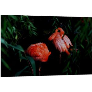 Forex - Roze Flamingo's in Donker Bos - 120x80cm Foto op Forex