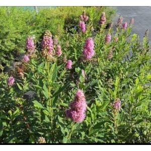 2 x Spiraea billardii - Spierstruik 40- 60 cm in pot