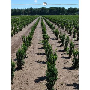 Venijnboom Taxus media Hicksii 40-50 cm in Pot, 30x Haagplant