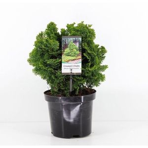 Chamaecyparis obtusa 'Nana Gracilis' - Hinokicipres - Planthoogte: 20-25 cm - Pot Ø 19 cm (3 liter)