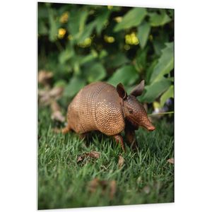 WallClassics - PVC Schuimplaat- Bruin Gordeldier in Groen Grasveld - 100x150 cm Foto op PVC Schuimplaat