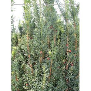 Venijnboom Taxus media Hicksii 50-60 cm, 100x Haagplant