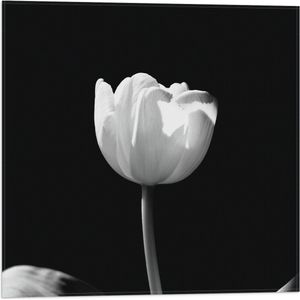 WallClassics - Vlag - Witte Tulp - Zwart Wit - 50x50 cm Foto op Polyester Vlag