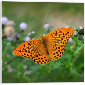 Forex - Oranje Vlinder met Zwarte Stippen - 50x50cm Foto op Forex