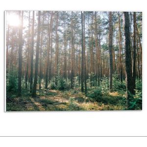Forex - Bos vol Bomen - 40x30cm Foto op Forex
