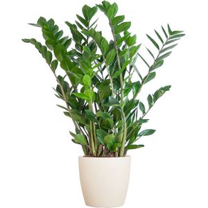 Green Harmony| Zamioculcas Zamiifolia met Viber wit - 80cm - Ø21