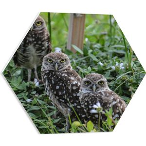PVC Schuimplaat Hexagon - Rij van Drie Aankijkende Uilen tussen de Bladeren in het Bos - 50x43.5 cm Foto op Hexagon (Met Ophangsysteem)