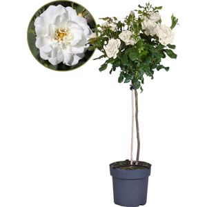 Plant in a Box - Rosa Palace 'Kailani' - Witte stamroos voor binnen,tuin,terras of balkon - Pot 19cm - Hoogte 80-100cm
