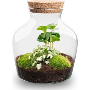 Planten terrarium - Little Joe - Ecosysteem plant - ↑ 21,5 cm