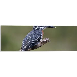 PVC Schuimplaat- Afrikaanse Reuzenijsvogel op Tak in de Natuur - 60x20 cm Foto op PVC Schuimplaat