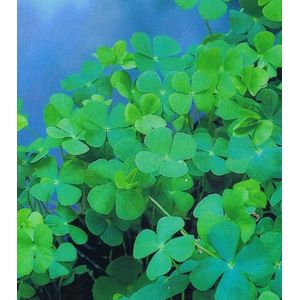 Waterklaver-varen (Marcilea quadrifolia) - Vijverplanten - 3 losse planten - Om zelf op te potten - Vijverplanten Webshop