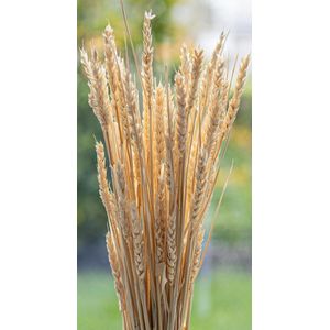 Droogbloemen - Tarwe - Triticum Aestivum - Wit | 70cm | 100g | Perfect voor Boeketten, Decoratie, Doopsuiker, Huwelijk & Verjaardagen | Duurzaam en Stijlvol Bloemenarrangement