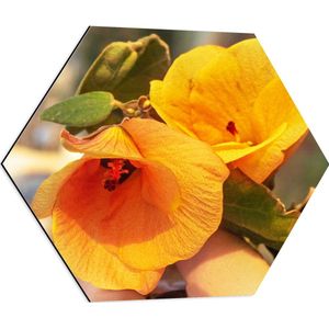 Dibond Hexagon - Gele Hibiscus Bloemen in het Zonlicht aan Tak - 60x52.2 cm Foto op Hexagon (Met Ophangsysteem)