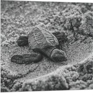 WallClassics - Vlag - Baby Schildpad op het Strand Zwart - Wit - 80x80 cm Foto op Polyester Vlag