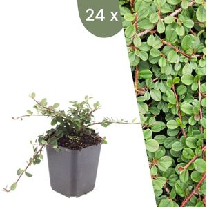 Plants by Frank | 24 Dwergmispel Planten | Cotoneaster praecox 'Queen of Carpets' | Winterharde bodembedekker planten | tuinplanten | Winterharde vaste planten meerjarig | Winterharde tuinplanten