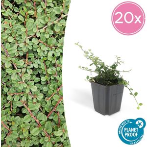 Trendyplants - Cotoneaster procumbens 'Queen of Carpets' - 20 stuks - Dwergmispel - Winterhard - Hoogte 20-30 cm - Potmaat Ø9cm