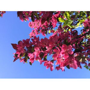 Rode sierappel leiboom 120 cm (120x120) | Malus 'Mokum' | Bomenbezorgd.nl